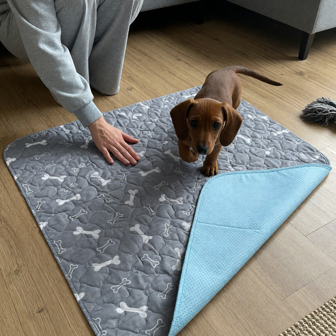 Dachshund puppy stepping onto a grey washable pee pad on a wooden floor