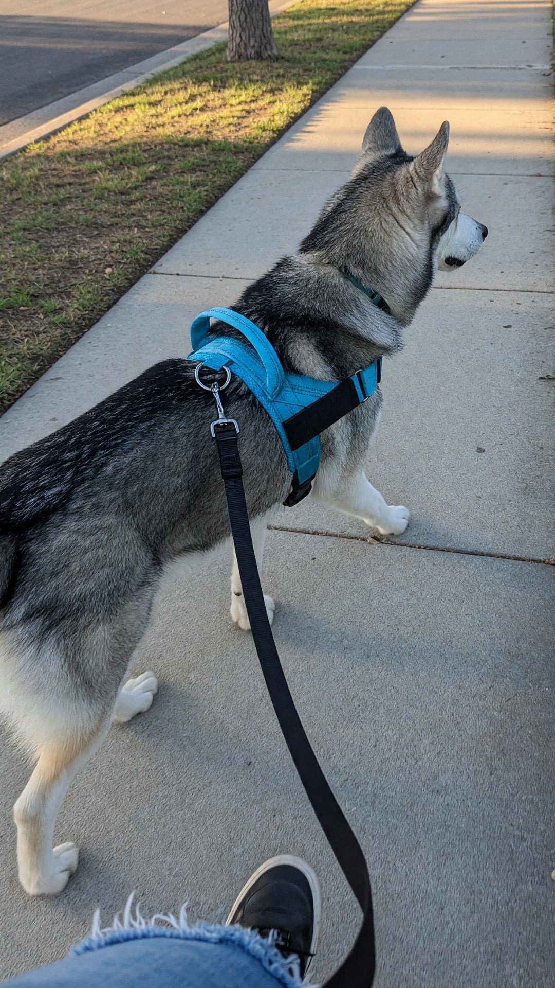 Husky mix in a sky blue harness walking ahead on the sidewalk