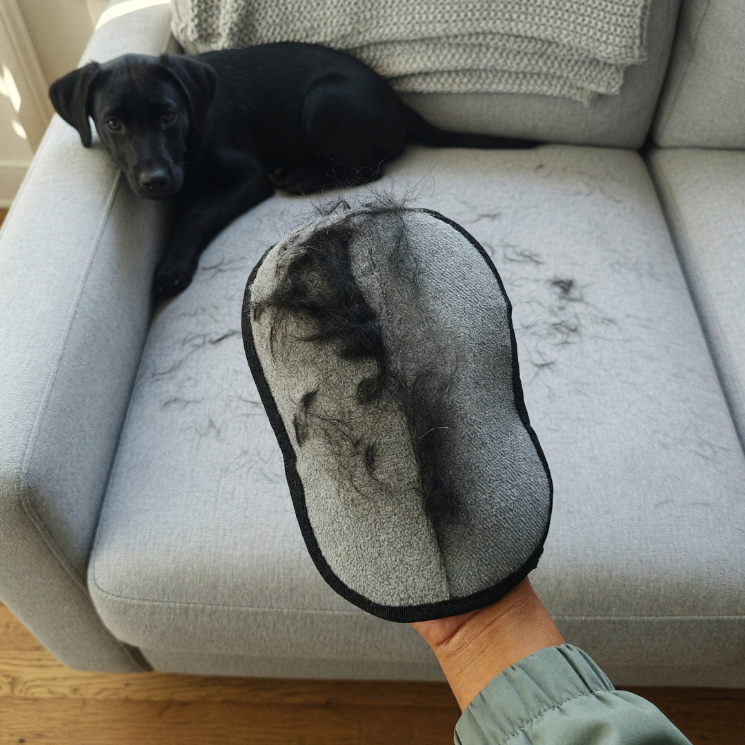 Lint remover glove full of dog hair on a light grey sofa, black puppy behind