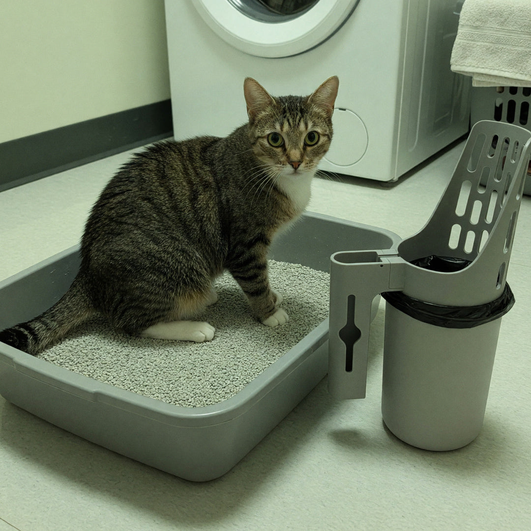 Tabby cat in a litter box next to a large litter scoop in its holder