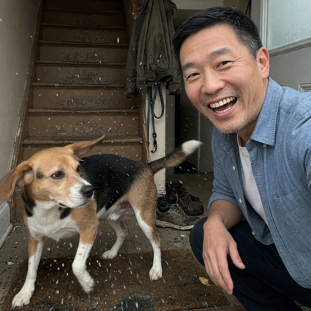 Beagle mix shaking off in the hallway after a walk, owner crouched beside it